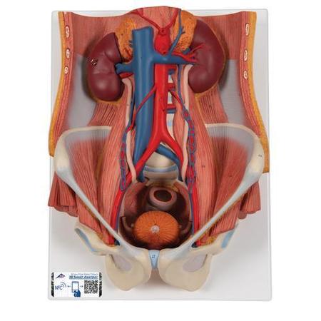 3B SCIENTIFIC Dual Sex Urinary System - w/ 3B Smart Anatomy 1000317